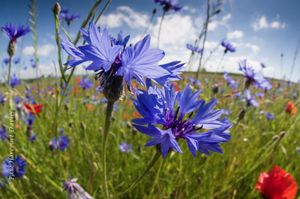cornflowers