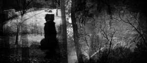 Forest #12