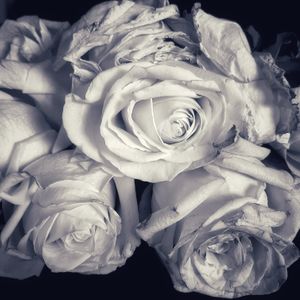 Heavy Roses