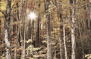 Sunset in Great Smoky Mountain Forest