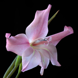 gladiolus