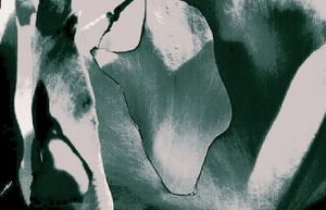 Metamorphosis 65
