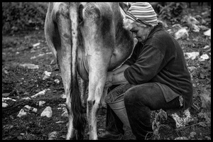 Twice a day Hovik and Armine milk the cows by hand.