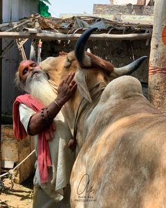 Cow kissing a sadhus, Jodhpurs.India.