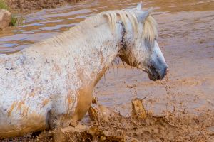 Battle scarred Stallion