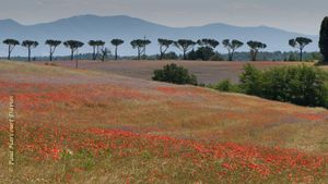 landscape nr Orvieto, Umbria in June