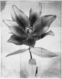 Lily 7