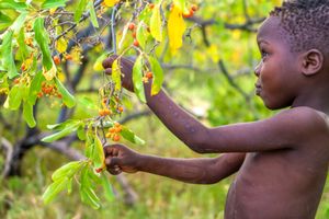 Collecting Berries