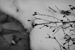 HIDDEN FOREST - Searching for truth through a broken mirror
