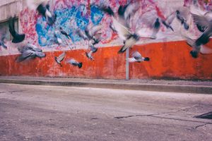 Graffiti Flutter