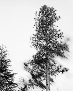 Falling Tree # 1  © David Paul Bayles