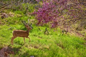 Grand Canyon resident