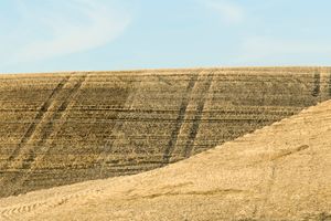 Palouse, WA. Study #64                        (46 54.0130N - 117 34.1795W)