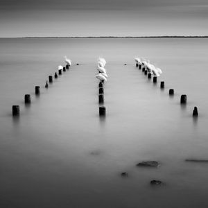 14 Pelicans
