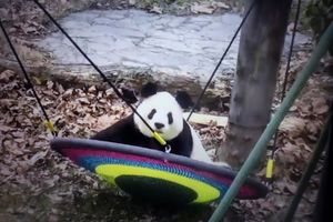 CAPTIVITY