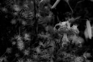 As an aesthetic eye. Natural and unnatural nature.