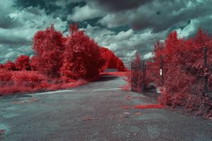 Scarlette Desolation