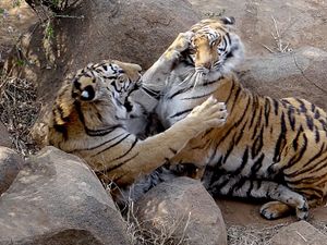 Tigers playing