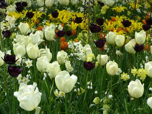 The Tulip, Composition V