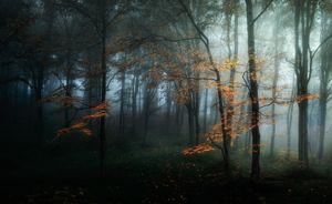 Autumn Dance
