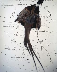 From the Series, Archetypal.  "Phoenix Waking."