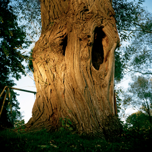 Tree #3 from Willow Series