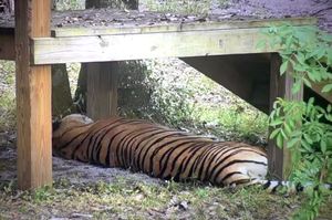 CAPTIVITY