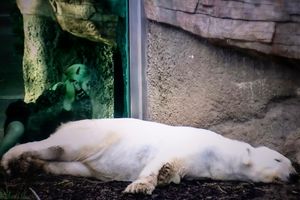 CAPTIVITY