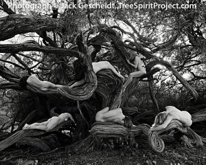 Tea Tree Tangle