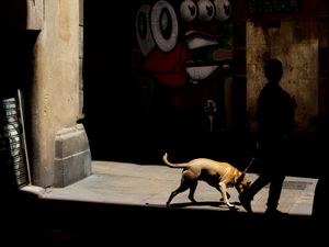 Barcelona in chiaroscuro (VIII): Walking the dog
