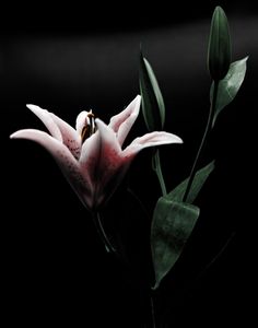 Floral 06