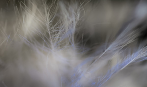 Hoarfrost