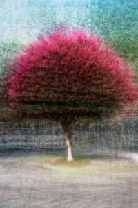Lagerstroemia (crepe myrtle)