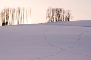 Winter Horizon in the Vicinity -10