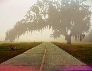 Battlefield Oak, St. Bernard Parish, Louisiana