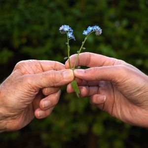 forget me not