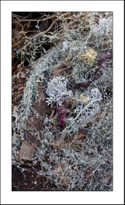 Amalgam