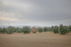 Planting olives were commonly seen in the grounds of this area