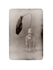 fiore morti