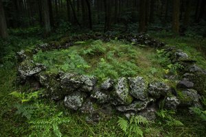 The Forgotten Forests