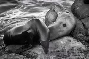 © Carolyn Meltzer