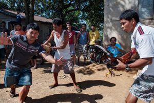 Roosters are being prepared for cockfighting in Payatas.