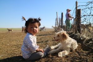 Mongolian Toddler with Dog. Gobi Desert - Khongor Sand Dunes, Southern Mongolia. 2017.