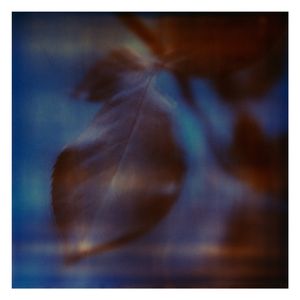 Twilight | Secret Life of Plants XV