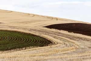 Palouse, WA. Study #67                        (46 49.2984N - 117 39.8187W)