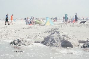 shellanddragonpeople