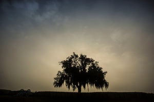 Sunrise Fog at the Chalmette Battlefield, January 21, 2016