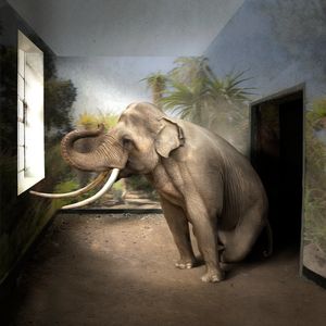 Elephant Confinement