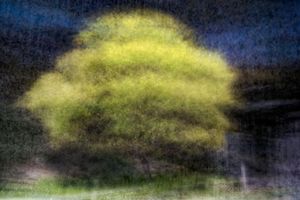 Acacia pycnantha (golden wattle)
