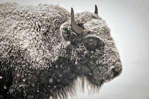 American Bison